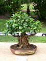 Ficus Nitida Bonsai
